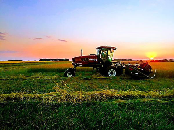 radixagro - semillas -